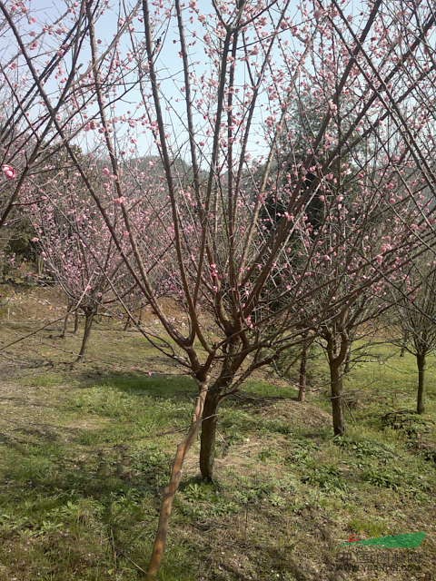 供應各規(guī)格精品花梅