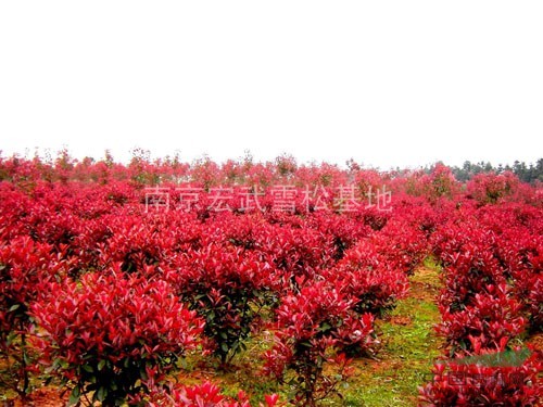 南京紅葉石楠價格詳情，紅葉石楠苗木基地報價