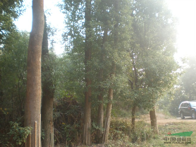 移栽香樟價(jià)格