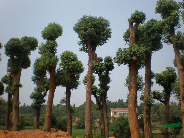 移栽香樟價(jià)格