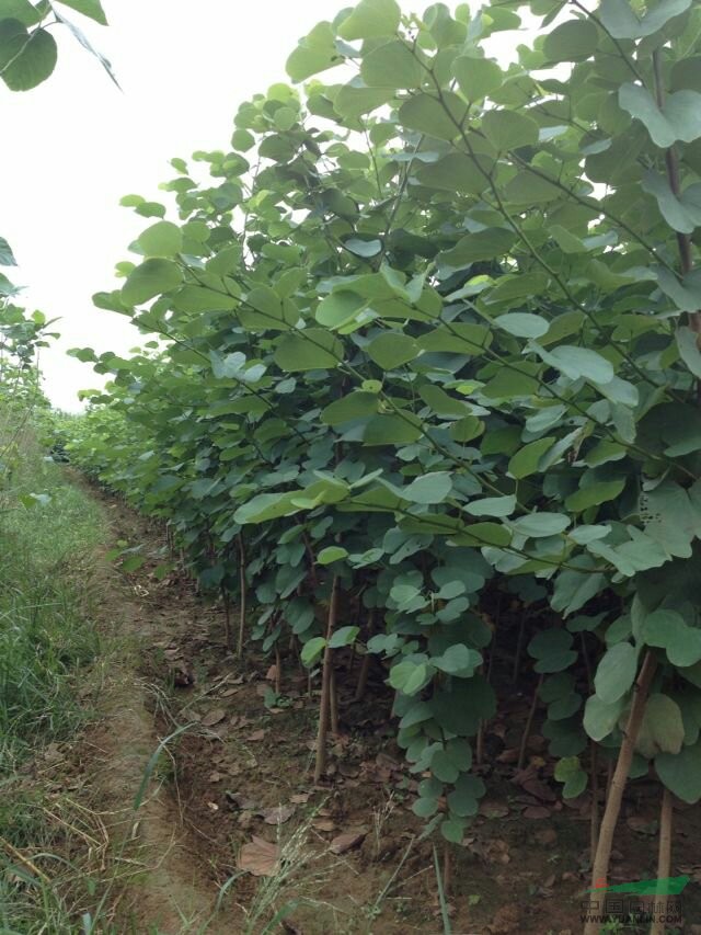 出售宮粉紫荊;大小桂花、竹枊、黃花梨、黃槐、小葉紫薇,章