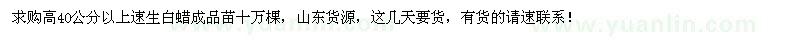 求購高40公分以上速生白蠟成品苗