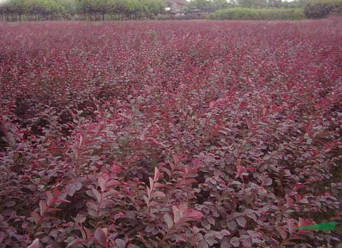 山東紅葉小檗供應/山東紅葉小檗圖片