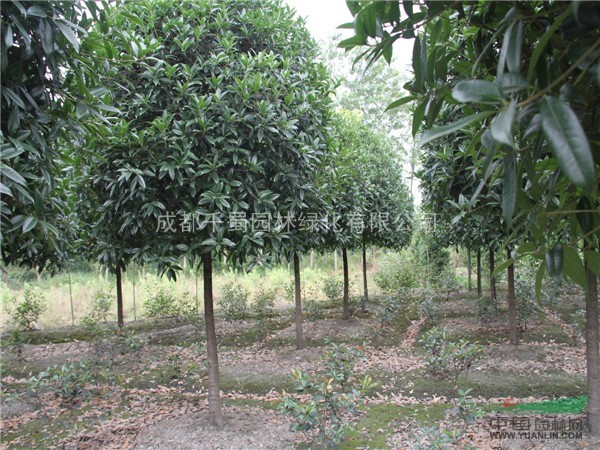 八月桂苗木供應(yīng)  桂花  成都桂花供應(yīng)