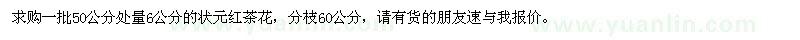 求購50公分處量6公分狀元紅茶花