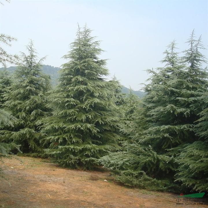 四川雪松的價(jià)格，重慶雪松的價(jià)格，江西雪松的價(jià)格