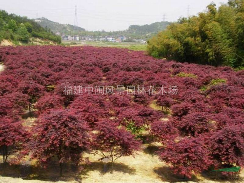 紅楓：地苗和袋苗