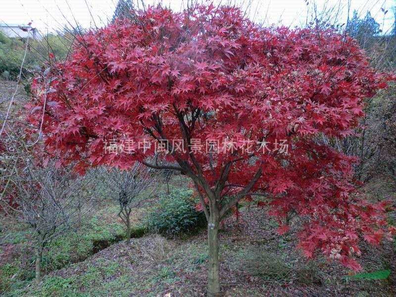 紅楓：地苗和袋苗