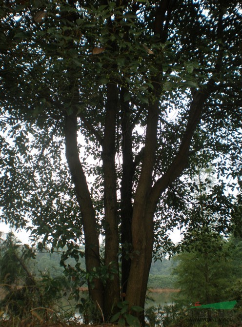 香樟樹(shù)價(jià)格