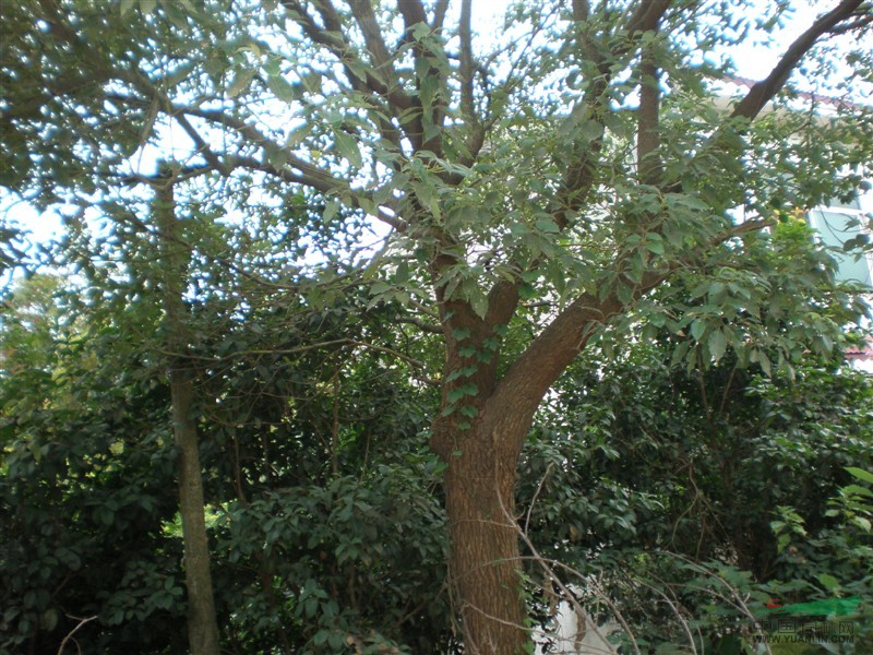 香樟樹(shù)價(jià)格