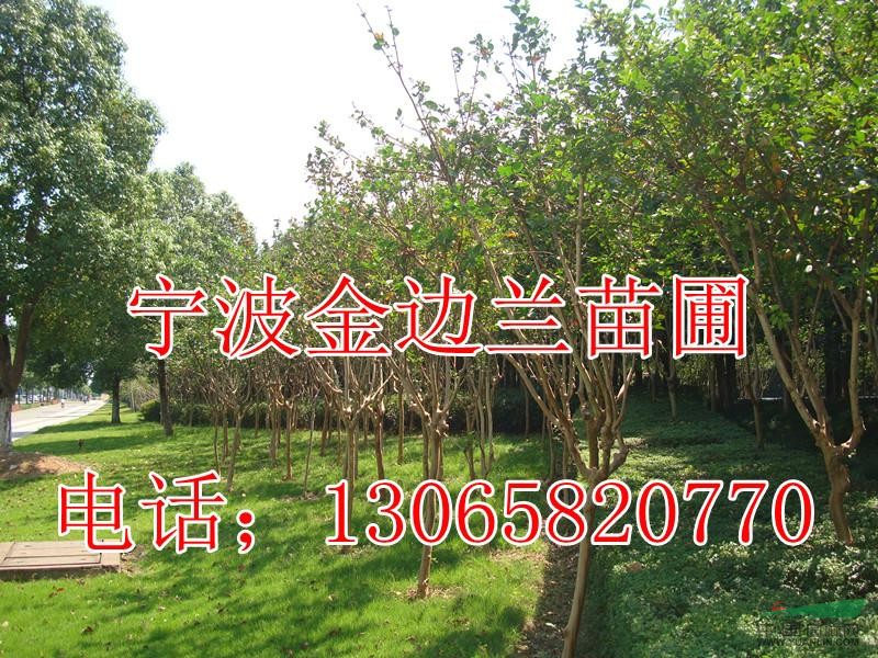 紫薇.紫薇小苗.紫薇苗.苗.小苗.浙江.苗圃.低價苗