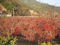 紅楓小苗.日本紅楓.紅楓.紅楓苗.苗.浙江.低價苗.h