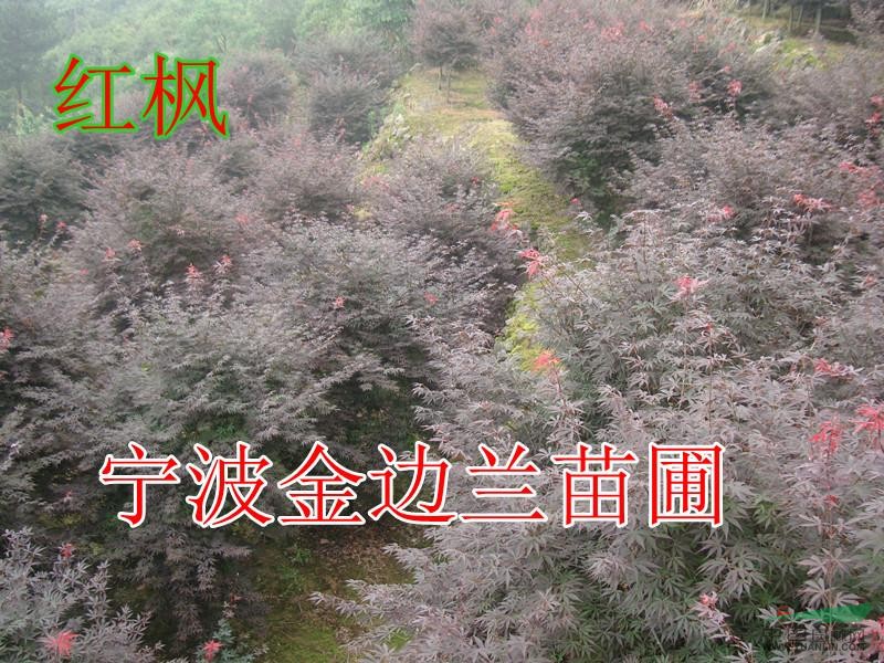 紅楓小苗.日本紅楓.紅楓.紅楓苗.苗.浙江.低價苗.h