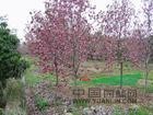 5公分紅玉蘭的價(jià)格，6公分紅玉蘭的價(jià)格，8公分紅玉蘭的價(jià)格 
