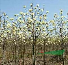 2014年烏桕的價(jià)格，南京烏桕的價(jià)格，烏桕
