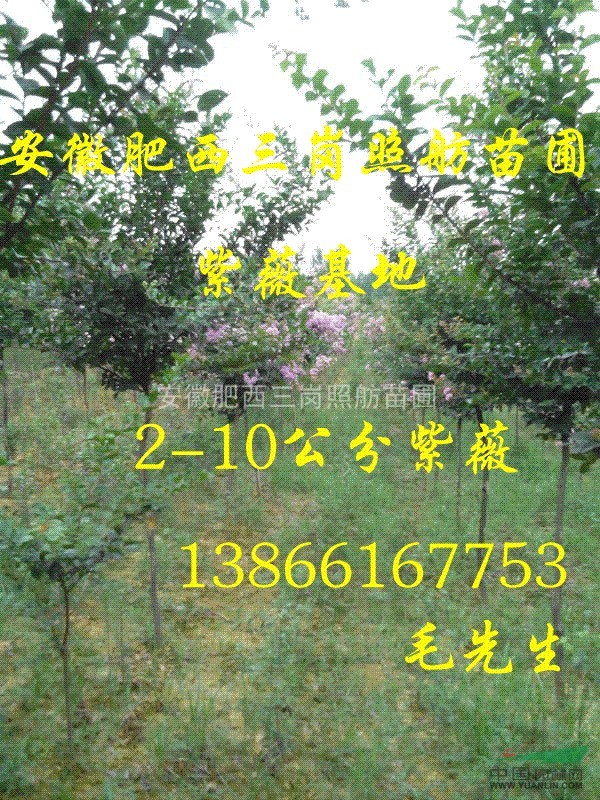 2-10公分紫薇