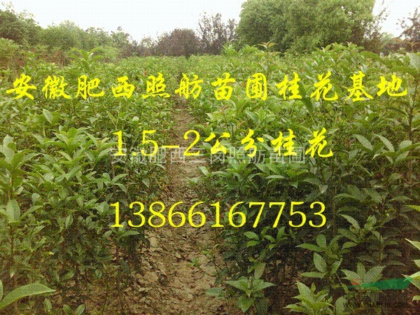 2公分桂花