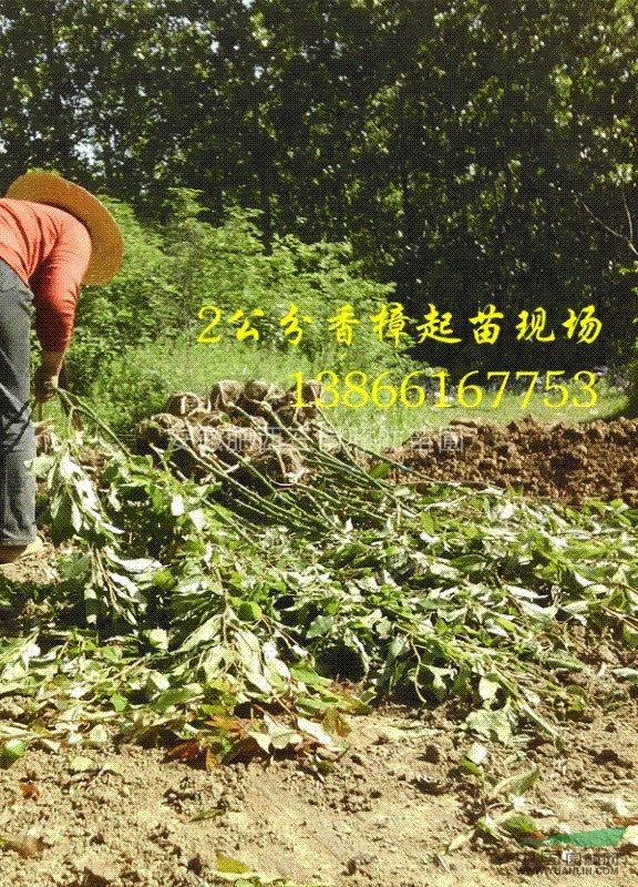 2公分香樟