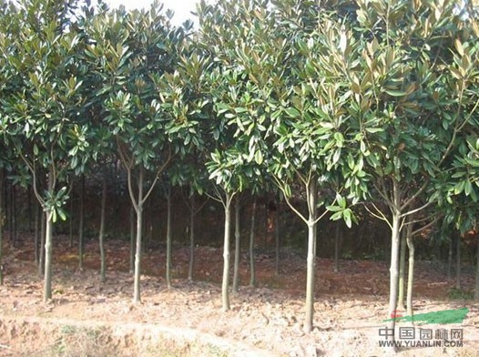 大廣玉蘭 精品廣玉蘭  大法桐