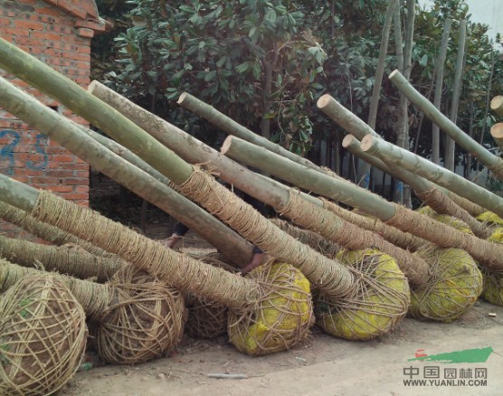 大廣玉蘭 精品廣玉蘭  大法桐