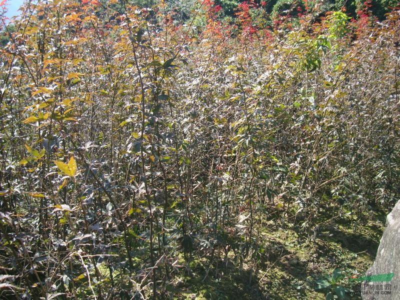 紅楓小苗.日本紅楓.紅楓.紅楓苗.苗.浙江.低價苗.h