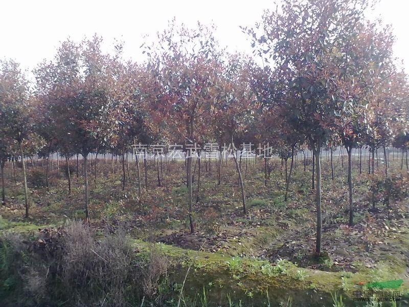 紅葉石楠介紹，紅葉石楠價(jià)格，紅葉石楠報(bào)價(jià)