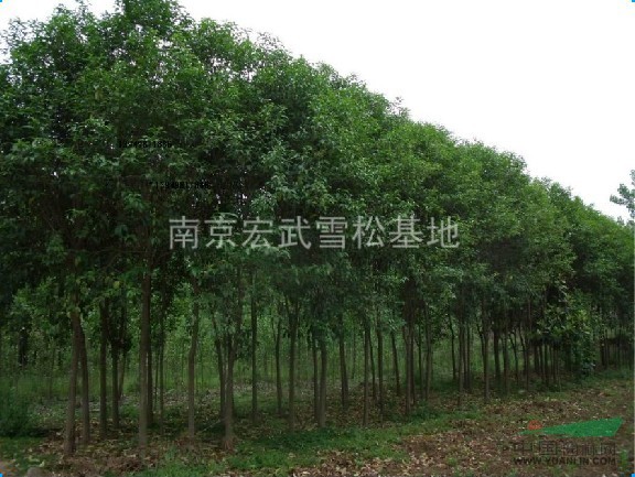 大葉女貞產(chǎn)地，大葉女貞價(jià)格，大葉女貞介紹