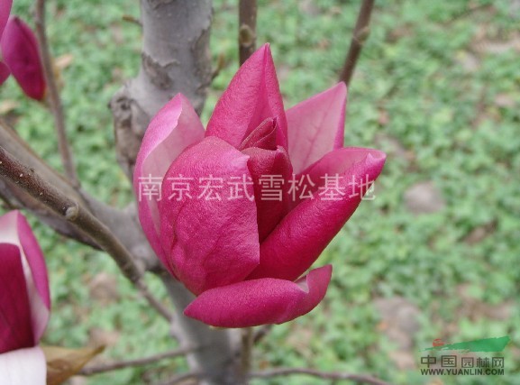 大葉女貞產(chǎn)地，大葉女貞價(jià)格，大葉女貞介紹