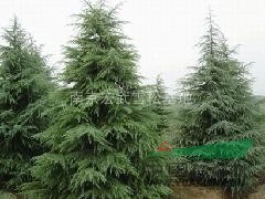 南京4米雪松價(jià)格