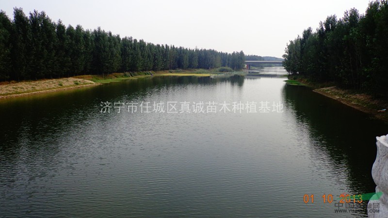 1-3公分國槐直銷
