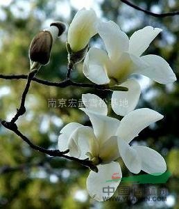 白玉蘭小苗價格--10公分白玉蘭價格
