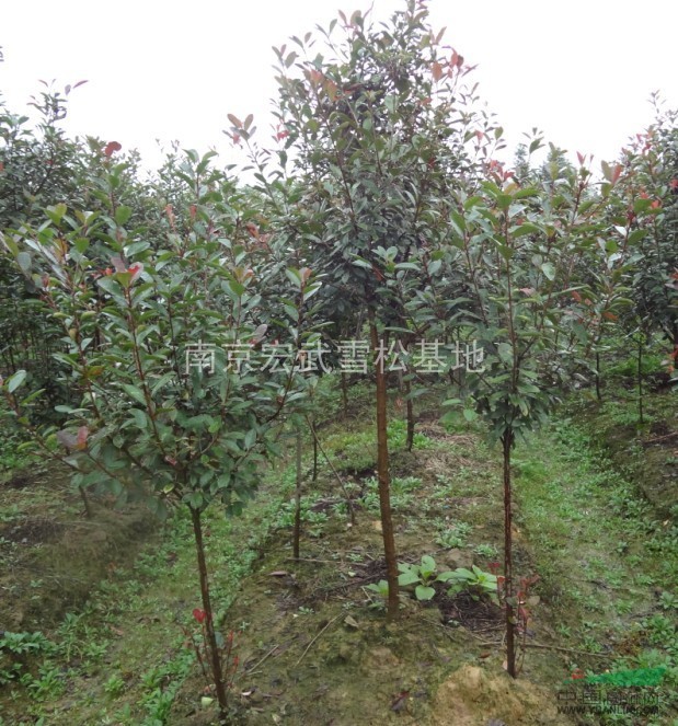 2公分3公分4公分5公分高桿紅葉石楠樹價格