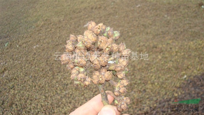 紅花荷種子供應(yīng) 紅花荷種子批發(fā) 紅花荷銷(xiāo)售