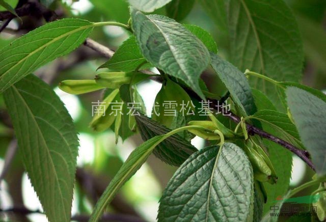 杜仲樹苗價格、杜仲樹苗、杜仲的作用，杜仲基地。
