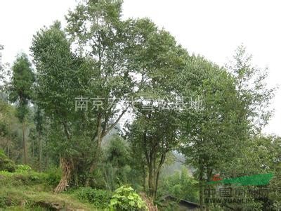 杜仲樹苗價格、杜仲樹苗、杜仲的作用，杜仲基地。