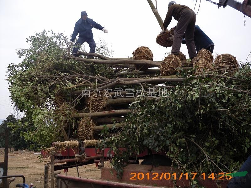 大葉女貞基地 哪大葉女貞價(jià)格最低