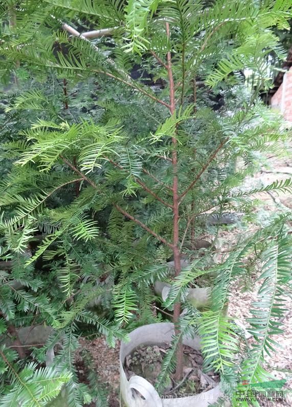 苗木 綠化 花卉 盆景 盆栽 【 南方紅豆杉容器苗5年生】