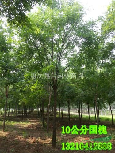 供應山西國槐、山西8公分國槐基地、10公分國槐6000株