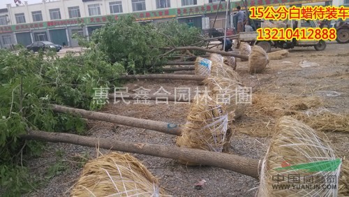 供應(yīng)山西優(yōu)質(zhì)白蠟、惠民白蠟基地、15公分白蠟8000株