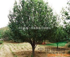 八棱海棠树规格最全的林海苗场1-62公分移栽百分百包成活
