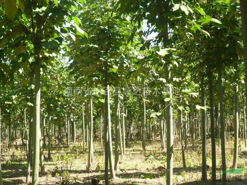 五角楓、北欒、黃櫨、白玉蘭、紅玉蘭、木瓜、皂角、巨紫荊