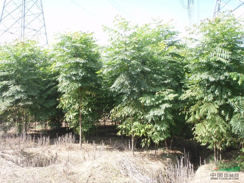 黃山欒樹苗木