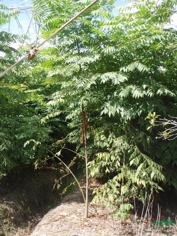 黃山欒樹苗木