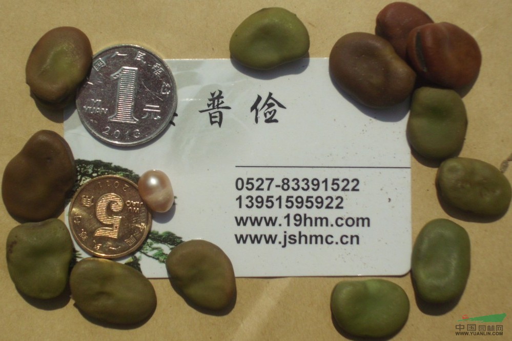 美國(guó)進(jìn)口黑麥草冬牧70黑麥草耐寒耐旱高產(chǎn)優(yōu)質(zhì)好牧草種子包郵寄