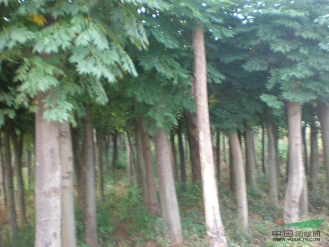 欒樹價(jià)格