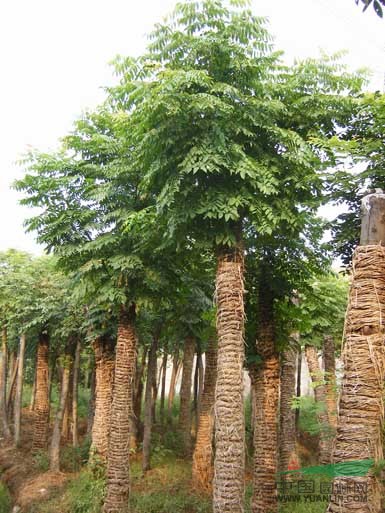欒樹價(jià)格
