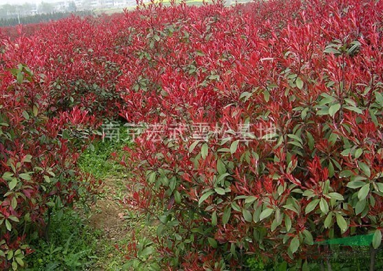 2013南京紅葉石楠價格報價信息