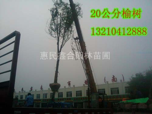 供應(yīng)榆樹、沈陽榆樹基地、沈陽20公分榆樹價格