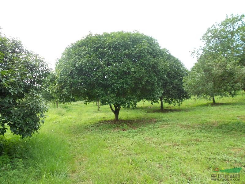 本基地常年供應(yīng)各種規(guī)格的櫻花，桂花，赤楓，紅楓，柳杉，冷杉