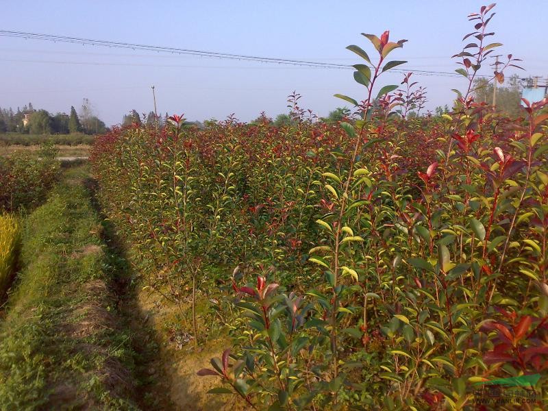 紅葉石楠